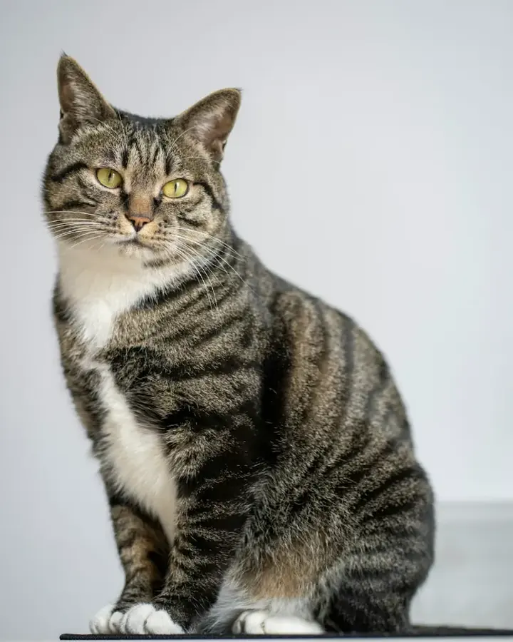 Mirabelle