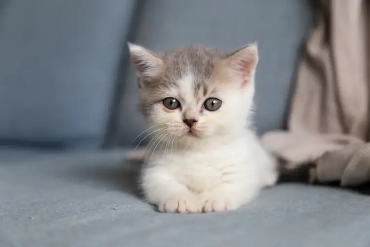 Chatterie des Tilleuls